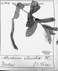 Aecidium menthae image